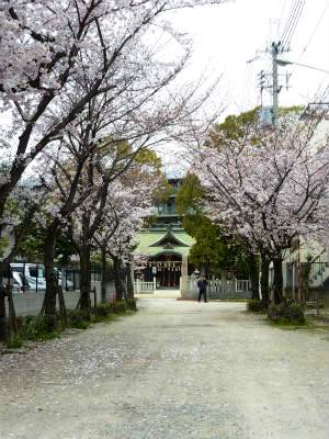 桜並木